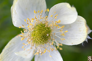 White Pasqueflower