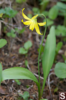 Whole Glacier Lily