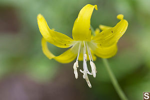 Yellow Glacier Lily