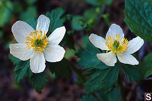 Globeflower