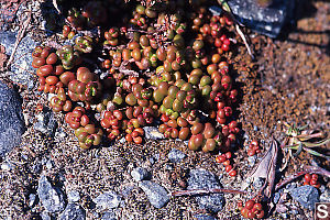 Spreading Stonecrop