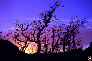 Oak Near Sunset