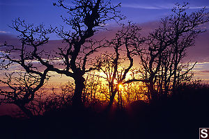 Sun Behind Oaks