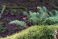 Licorice Fern Growing Out Of Log