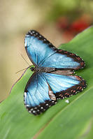 Blue Morpho On ALeaf