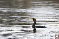 Double Crested Cormorant At Swan Lake