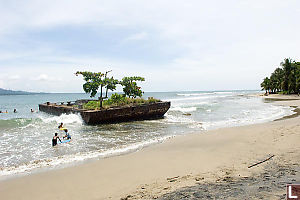 Barge With A Tree