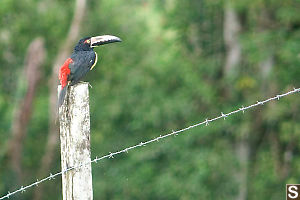 Collared Aracari On Fence