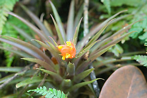 Flowering Bromeliad