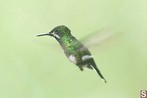 Green Thorntail Hummingbird (Female)