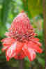 Large Red Flower