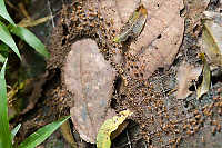 SCurve Of Termites