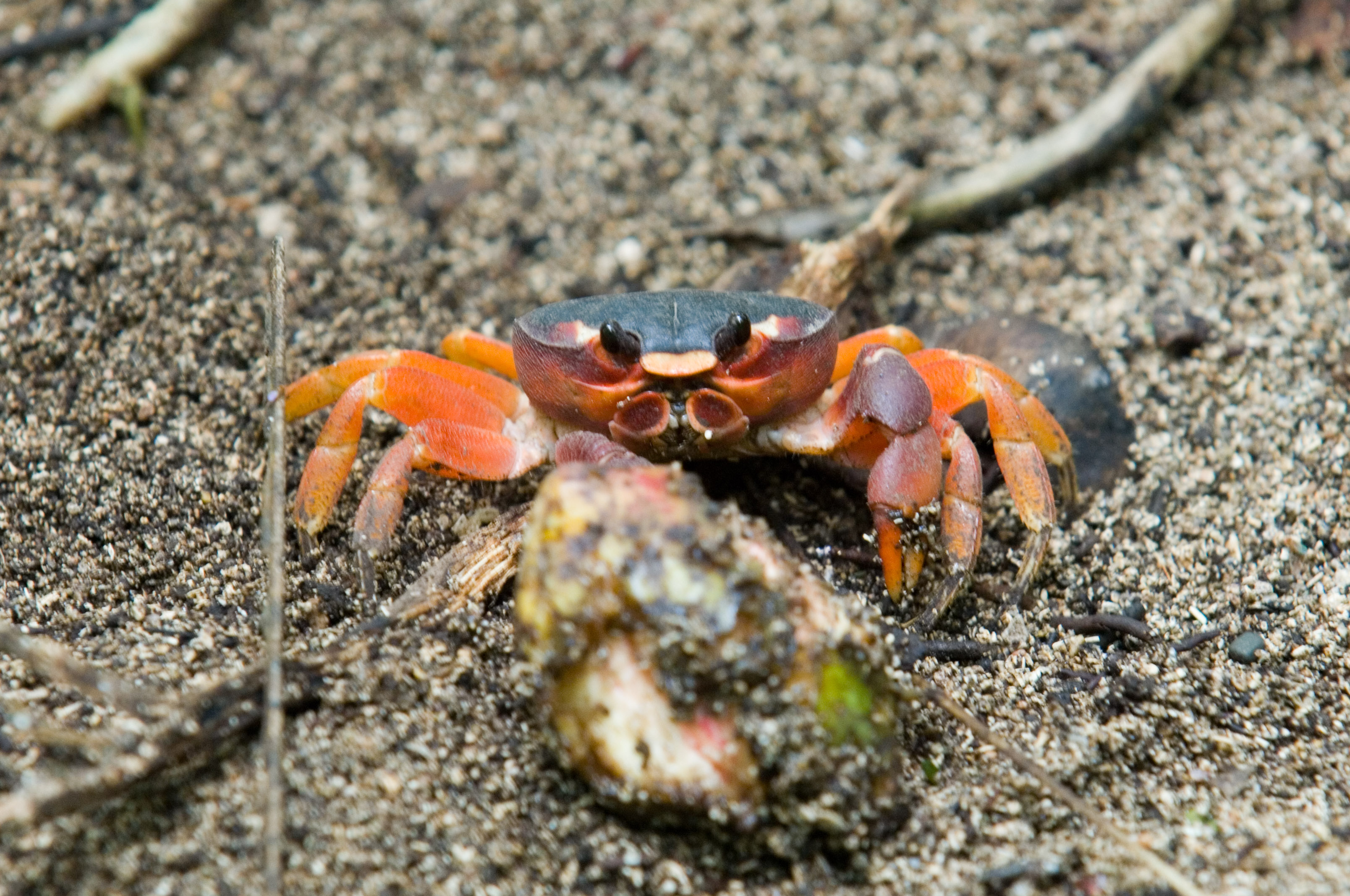 Small Land Crab