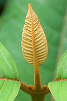 Velvety Brown Leaf
