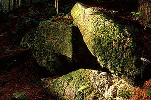 Rocks with Mushrooms on Them