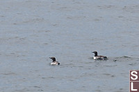 Common Murre