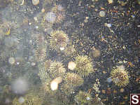 Green Sea Eurchins