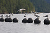 Gulls On Oyster Farm Floats