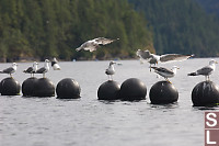 Gulls On Oyster Farm Floats