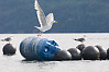 Gulls Taking Flight