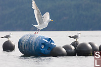 Gulls Taking Flight