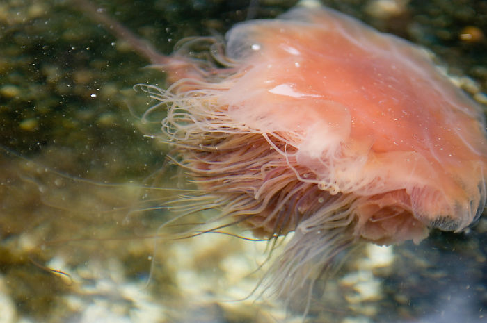 Lions Mane Jelly Near Shore