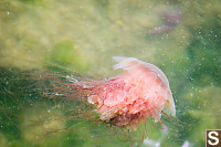 Lions Mane Jelly Open Water