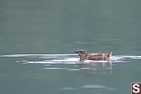 Marbled Murrelet