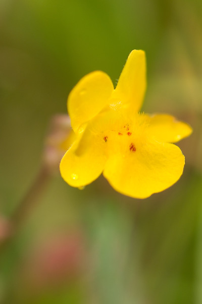 mainimage