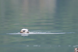 Seal Poking Up