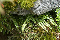 Spleenwort Peaking Out From Under Rock