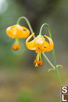 Two Tiger Lilies