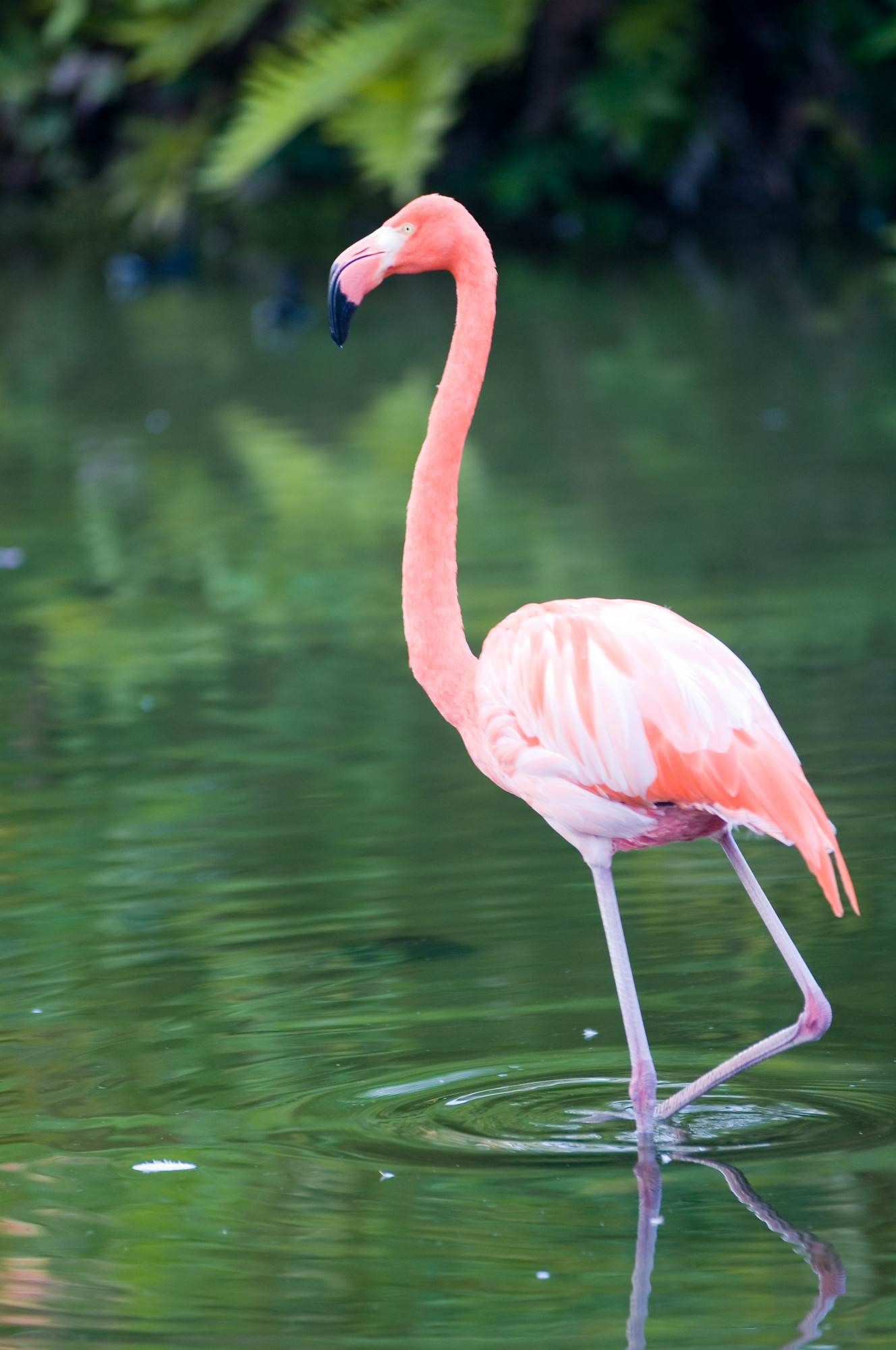 wild republic flamingo