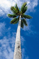 Palm Tree With Blue Sky