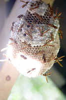 Wasp Honey Comb