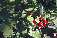 Baneberry