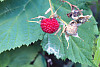 thimbleberry