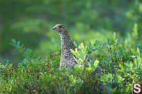 Blue Grouse On Heather