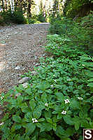 Canadian Dogwood Growing Trail Side