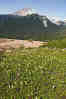 Ground Cover And Diamond Head