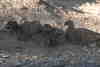 Previous
