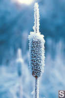 Bull Rush Frosted