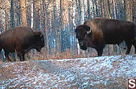 Two Buffalo