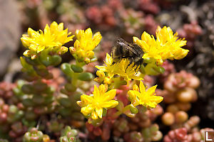 Bee On Stonecrop