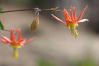 Red Columbine