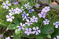 Phlox