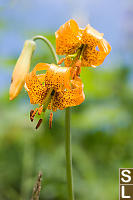 Columbia Lily From Below