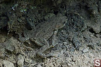 Western Toad