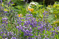 Wall Of Lupine