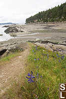 Bay With Camas